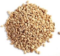 Barley Seed for sale