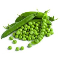 Faba beans export broad beans for sale