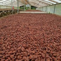 Premium Quality Wholesale Dried Cocoa Beans