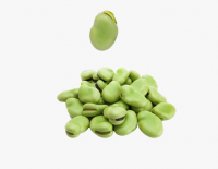 Faba beans for sale