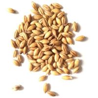 Barley Grains Premium Barley Seeds for sale