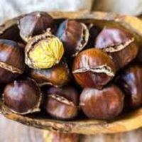 Chestnut For Sale