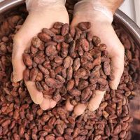 Certified Best Wholesale price Cacao Beans / Dried Criollo Cocoa Beans