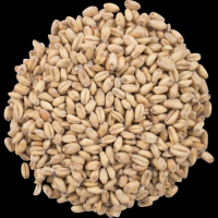 feed Barley for Animal Feed and Human Consumption for sale