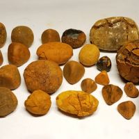 Quality Cow Gallstones / Ox Gallstones for sale