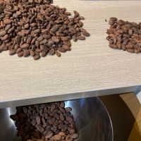 Fresh Cocoa Beans for sale