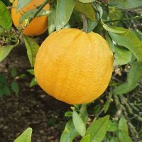 Sweet Valencia / Seville / Navel Orange