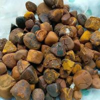 Cattle Cow Ox Gallstones | Cattle Gallstones for sale
