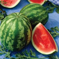 Fresh organic watermelon