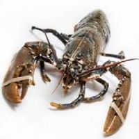 2019 Fresh Live Lobster For Sale
