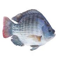 Tilapia Fish For Cheap Price