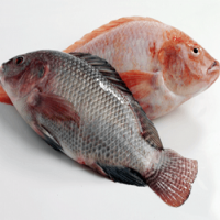 Whole Round Tilapia Fish For Cheap Price