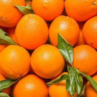 Premium Quality Sweet Navel and Valencia Oranges