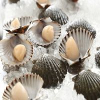 Competitive Price Scallop For Sale