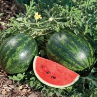 Fresh organic watermelon