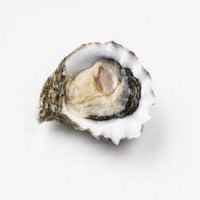 Competitive Sale Price Oyster For Sale