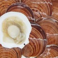 Crop Frozen Scallop For Sale