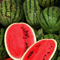 Fresh organic watermelon