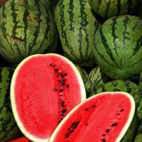 Wholesale Fresh Watermelon / Fresh Watermelon For Sale