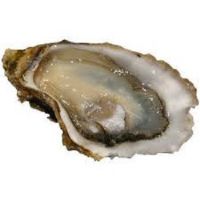 Best Quality Oyster For Sale