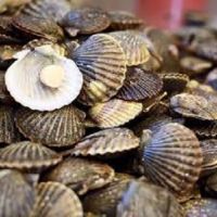 High Quality Fresh Scallop For Low Price