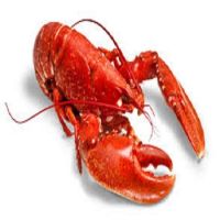 Fresh Quality Lobster For Sale