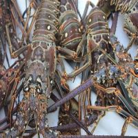 High Quality Lobster For Cheap Price Sale