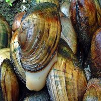 Hot Sale Mussel For Cheap Price