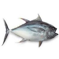 New Landing Tuna Albacore Fish for Sale