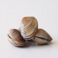 Clam For Sale