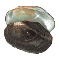 Hot Sale Mussel For Cheap Price