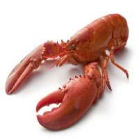 High Quality Lobster For Cheap Price Sale