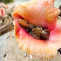 Competitive Sale Price For Conch