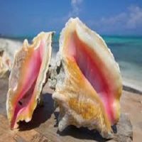 Competitive Sale Price For Conch