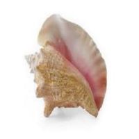 Competitive Sale Price For Conch