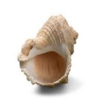 Competitive Sale Price For Conch