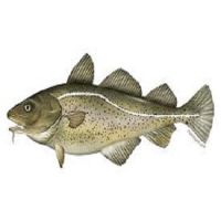 Best Quality Frozen Cod Fish For Sale