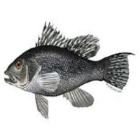High Quality Black Sea Bass Fish For Sale