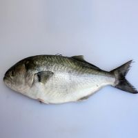 High Quality Frozen Blue Fish For Sale