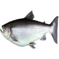 High Quality Arctic Char Fish For Sale