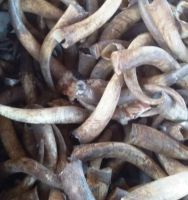 Good Quality Buffalo Horn & Horn Tip/OX Natural Horn ready for export