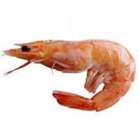 Hot Sale Fresh Shrimps in South Africa For Sale