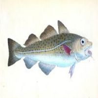 Cheap Price Cod Fish For Sale