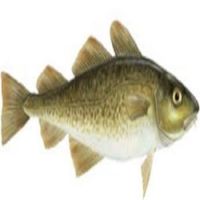 Cod Fish For Best Price for sale
