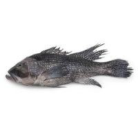 Black Sea Bass Fish For Sale
