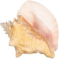 High Quality Conch for sale