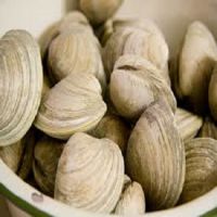 Best Quality Clam For Cheap Price Sale