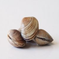 Clam For Cheap Price Sale