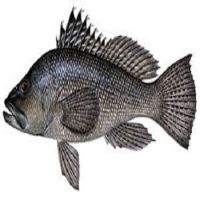 Fast Supply Black Sea Bass Fish For Sale