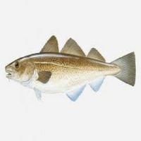 Direct Supply Cod Fish For Best Price